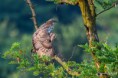/album/galleria-fotografica/falco-pecchiaiolo-06082018-26-jpg/